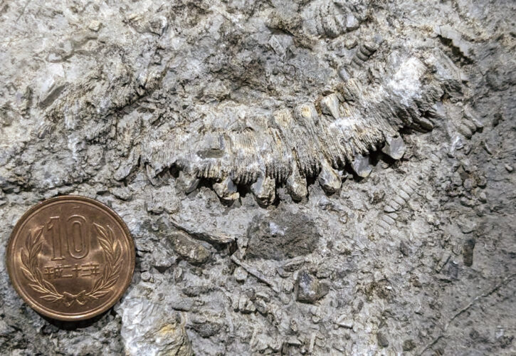 Crinoid fossils in the limestone (sedimentary rock) of Akiyoshidai (Miné-Akiyoshidai Karst Plateau Geopark / Yamaguchi Prefecture). Limestone is a rock composed of organisms in coral reefs that accumulated on the ocean floor.
