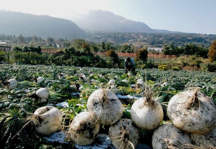 Sakurajima Radish is grown in the volcanic ash soil of Sakurajima Island (Sakurajima-Kinkowan Geopark / Kagoshima Prefecture). The largest ones grow up to 30 kg in weight.