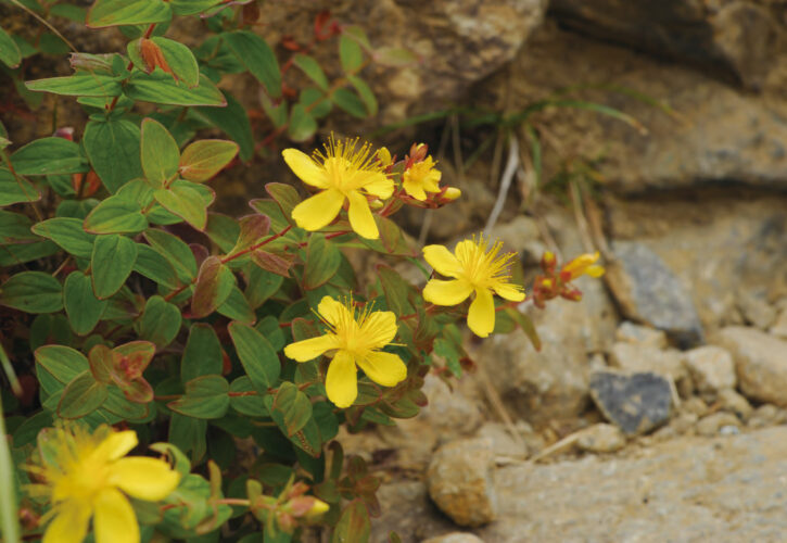 <i>Hypericum nakaii</i> subsp. <i>nakaii</i> is an endemic species of  St. John's wort on Mt. Apoi (Mt. Apoi UNESCO Global Geopark / Hokkaido Prefecture). It grows only on peridotite rock areas and produces yellow flowers in July and August.