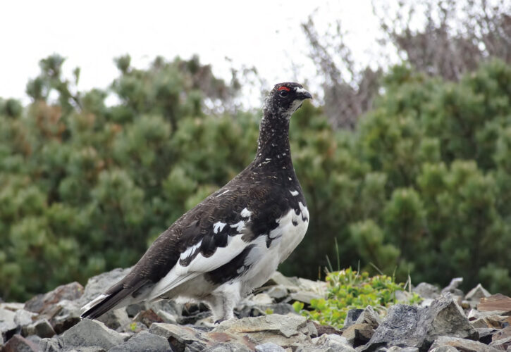 Rock ptarmigan (<i>Lagopus muta</i>) in the Southern Alps (Minami-Alps (MTL Area) Geopark / Nagano Prefecture). Isolated in alpine zones, it is an endangered species due to its declining population.