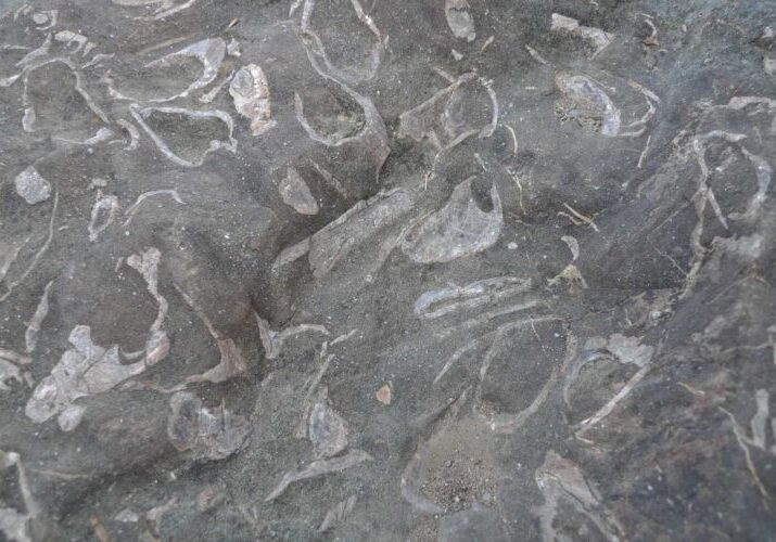 Sand-rich mudstone deposited in the sea around 20 million years ago (Shimonita Geopark / Gunma Prefecture). It contains many shell fossils that had lived on the ocean floor.