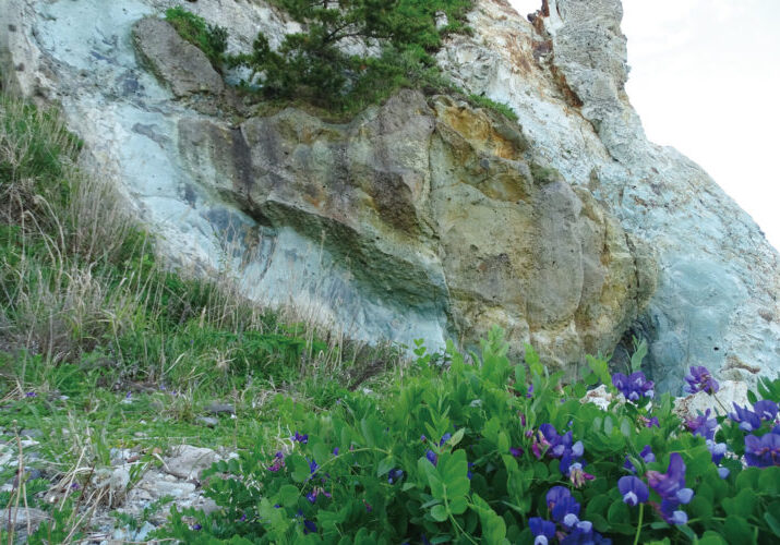 Green tuff from Oga Peninsula (Oga Peninsula-Ogata Geopark / Akita Prefecture) around 21 million years ago. Parts that were particularly affected by hydrothermal alteration show a bright green color.