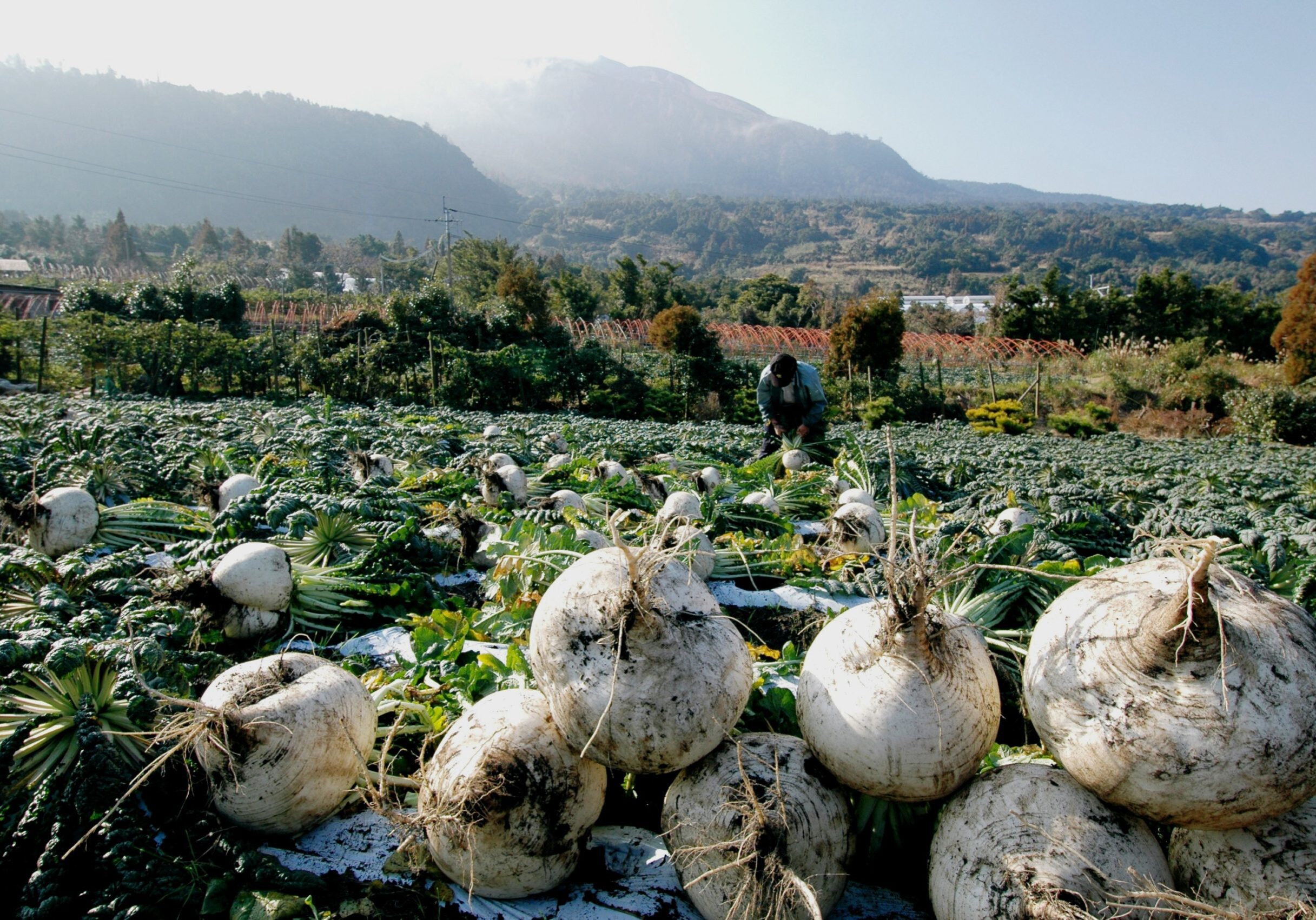 Sakurajima Radish is grown in the volcanic ash soil of Sakurajima Island (Sakurajima-Kinkowan Geopark / Kagoshima Prefecture). The largest ones grow up to 30 kg in weight.