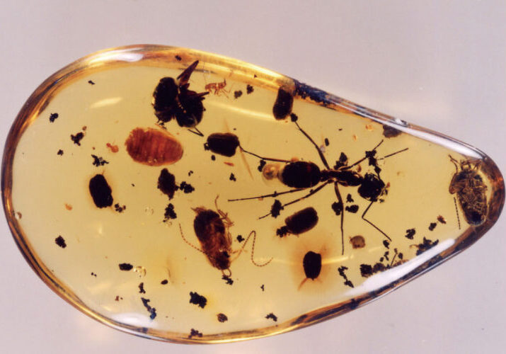 Amber, approx. 90 million years old (Sanriku Geopark / Iwate Prefecture). Amber is a fossil of resin and may contain insects and plants from that time.