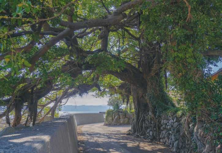 樹齢400年といわれる島原半島（長崎県 島原半島ユネスコ世界ジオパーク）のアコウ。亜熱帯性の樹木で、石垣に絡みつく根からは、幹がトンネルのように伸びています。