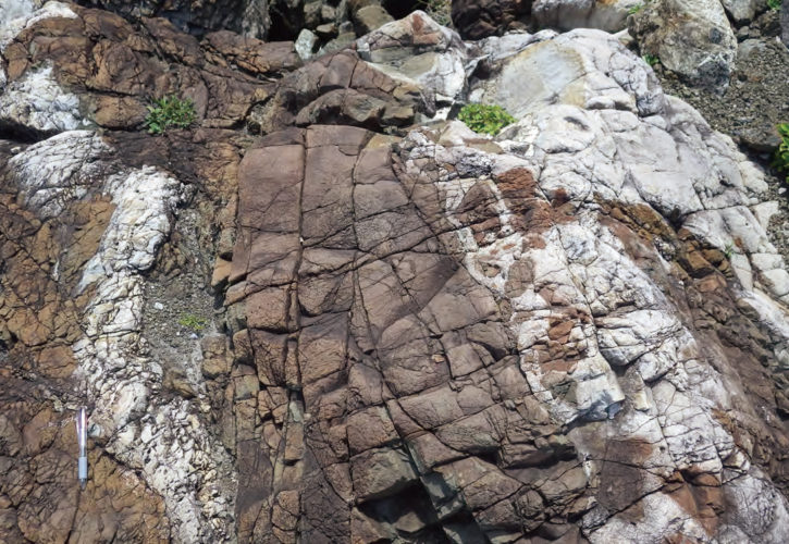 室戸岬（高知県 室戸ユネスコ世界ジオパーク）のホルンフェルス（変成岩）。後から入り込んだマグマ（白色）と焼けた泥岩（茶色）の模様です。