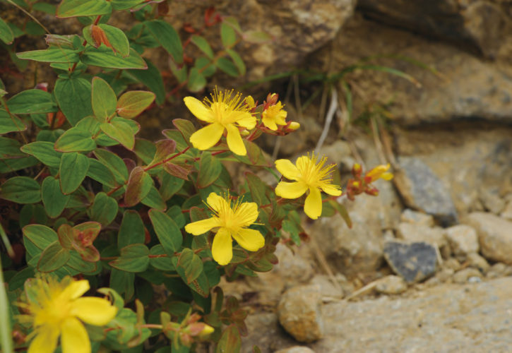 アポイ岳（北海道 アポイ岳ユネスコ世界ジオパーク）の固有種のサマニオトギリ。かんらん岩地にのみ生育し、7～8月に黄色い花を咲かせます。