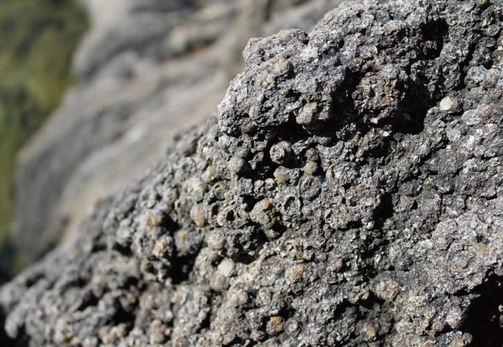 吹上海岸（新潟県 佐渡ジオパーク）の流紋岩（火成岩）。マグマが冷え固まる際にできた、目玉状の「球顆」が無数に含まれます。