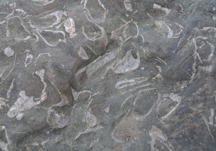下仁田（群馬県 下仁田ジオパーク）の約2,000万年前の海で堆積した砂質泥岩。海底に生息していた貝化石が多く含まれています。