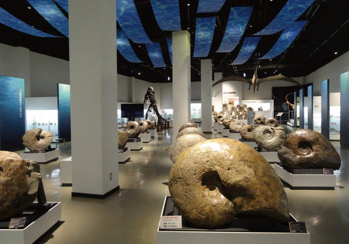 三笠（北海道 三笠ジオパーク）などから発見された、約1億年前のアンモナイトの化石。
北海道は国内の一大産地として知られています。