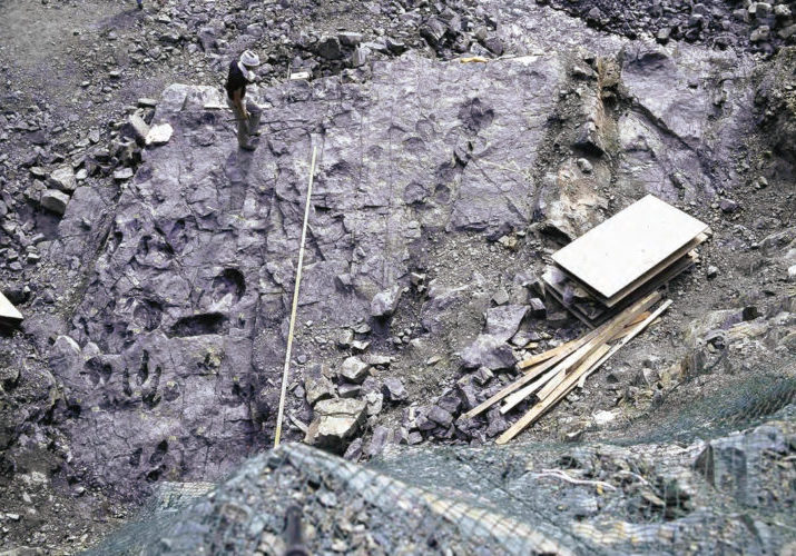 勝山（福井県　恐竜渓谷ふくい勝山ジオパーク）で発見された恐竜の足跡化石。骨格だけでなく、足跡や
フンが化石として残ることもあります。